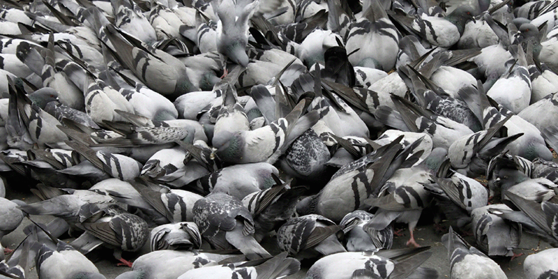 Control de aves