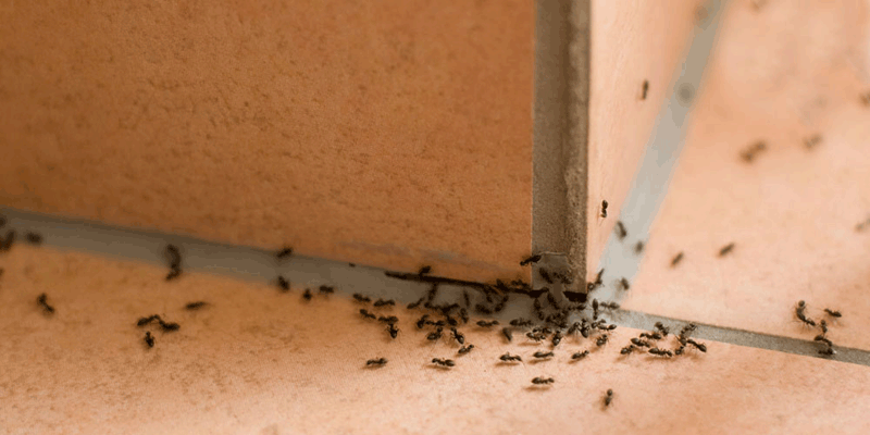 Control de hormigas Granada
