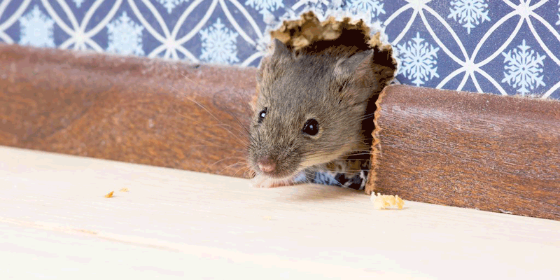 Control de ratas en Granada