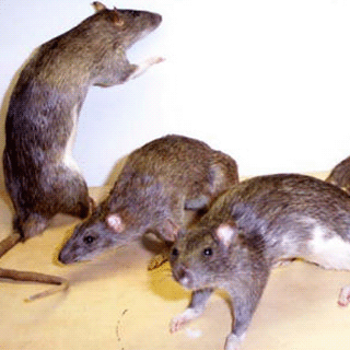 Plagas de roedores en Granada